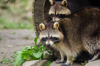 Tödliche Gefahr für Jagdhunde