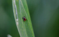 Jetzt ist wieder Zeckenzeit – Wie Sie sich am besten schützen!