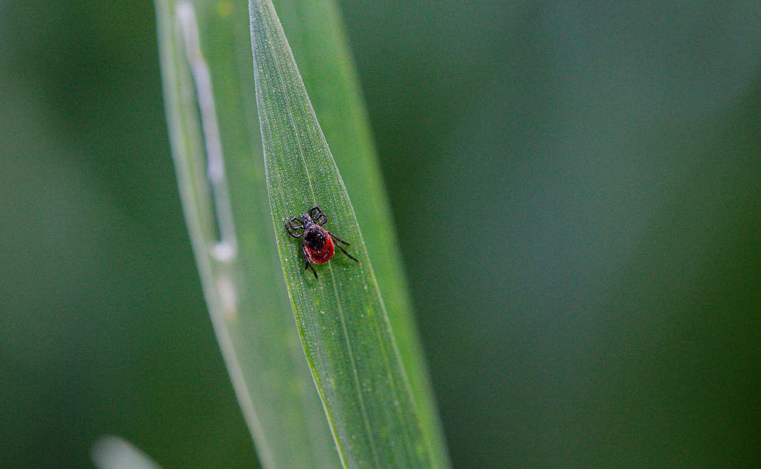 Jetzt ist wieder Zeckenzeit – Wie Sie sich am besten schützen!