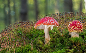 Tipps für das Pilzesammeln im Herbst