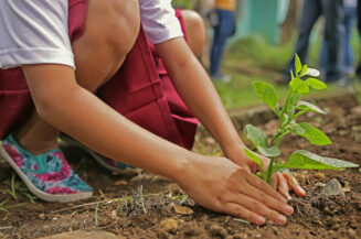 Grüne Versicherungen auf dem Vormarsch