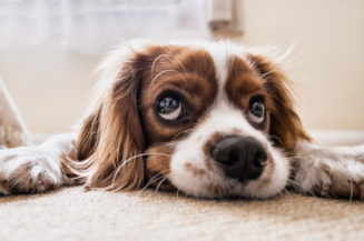 Der richtige Versicherungsschutz für Hunde